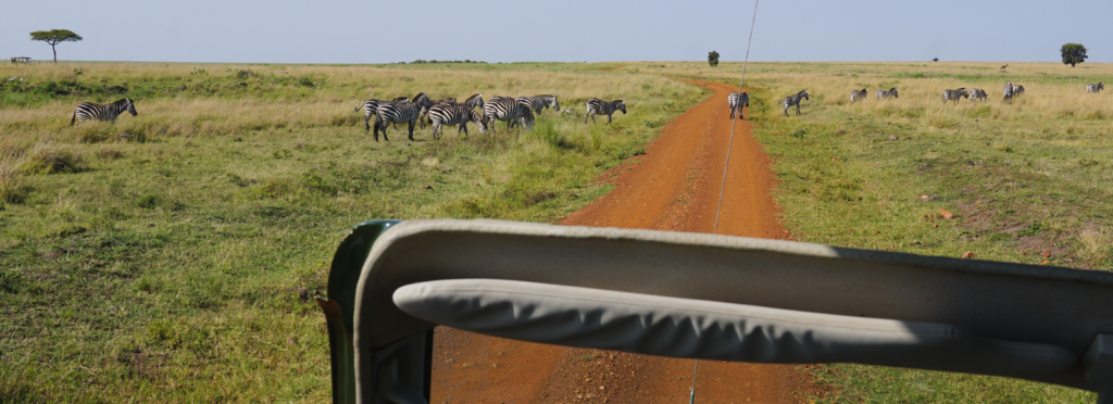 Herd of zebras crossing the road in Masai Mara National Reserve, Kenya.