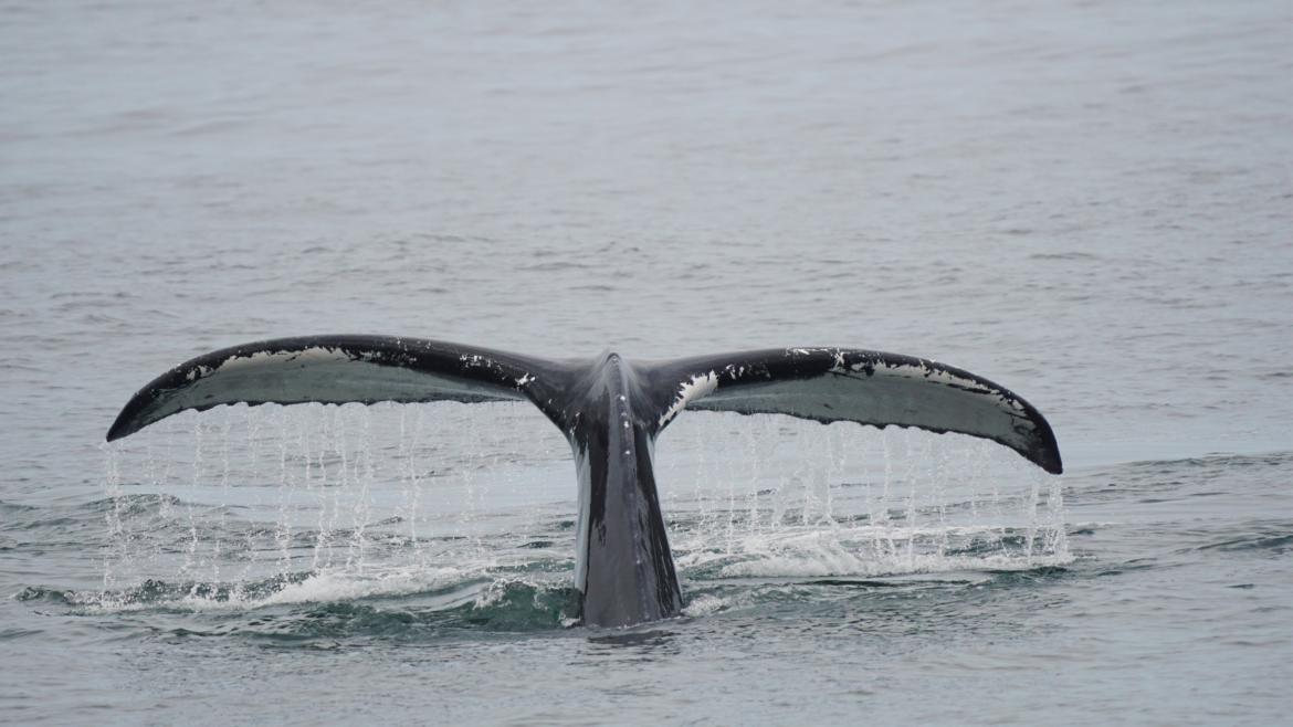 humpback whale tail fluke