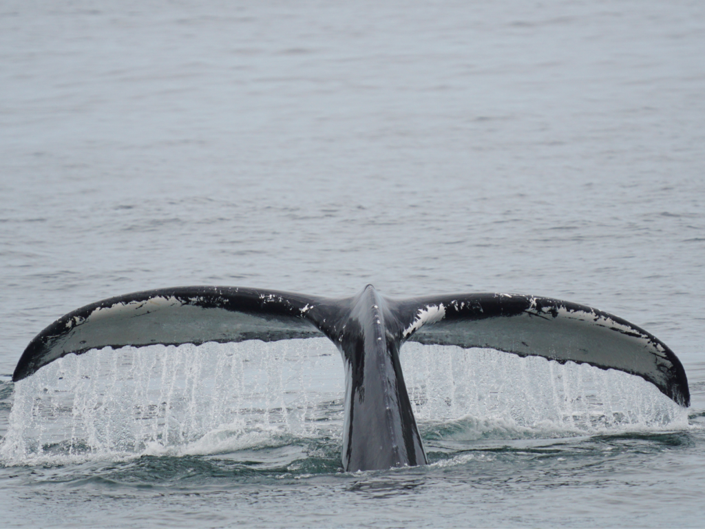 view of a humpback whale tail flukes