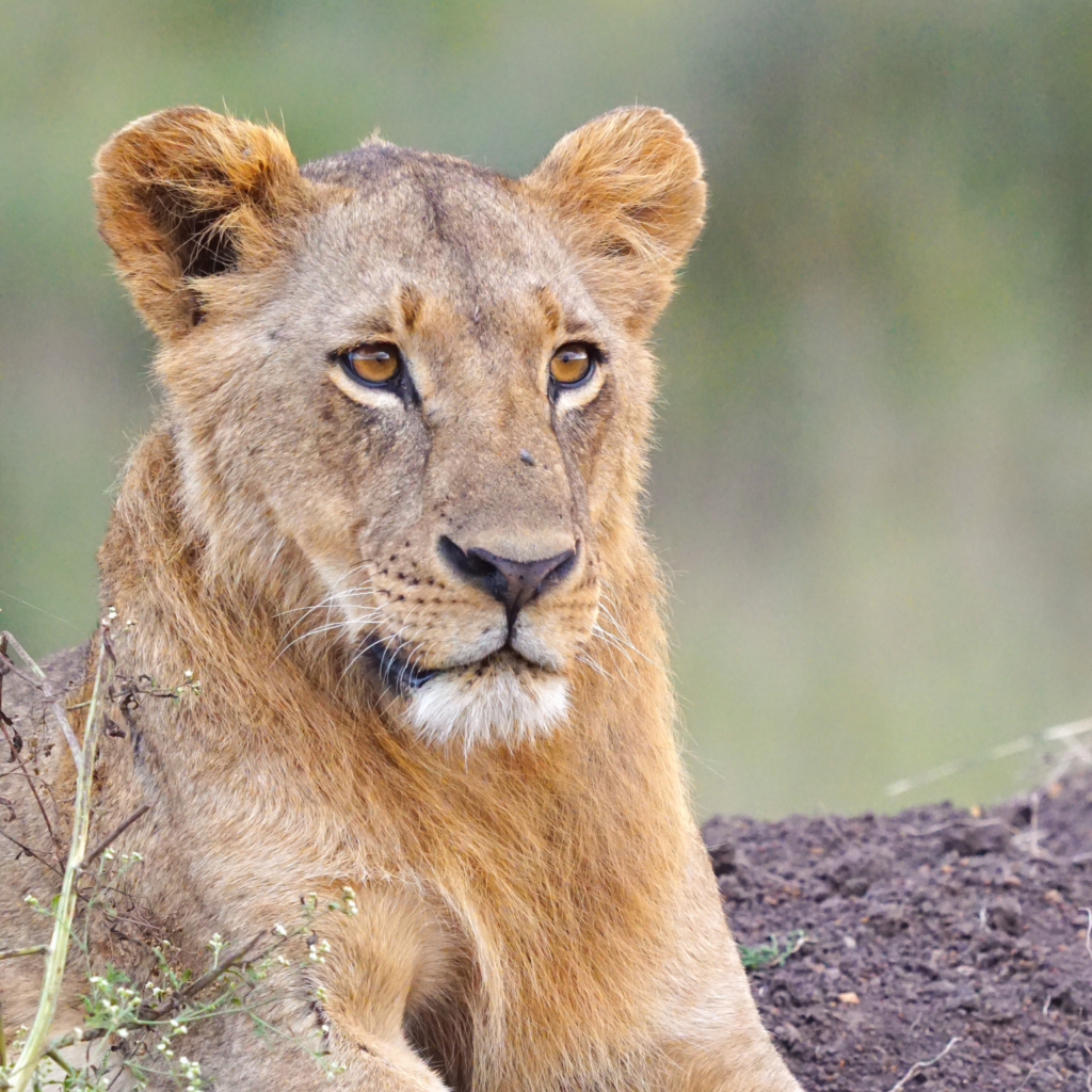 young male lion at Nairobi National Park