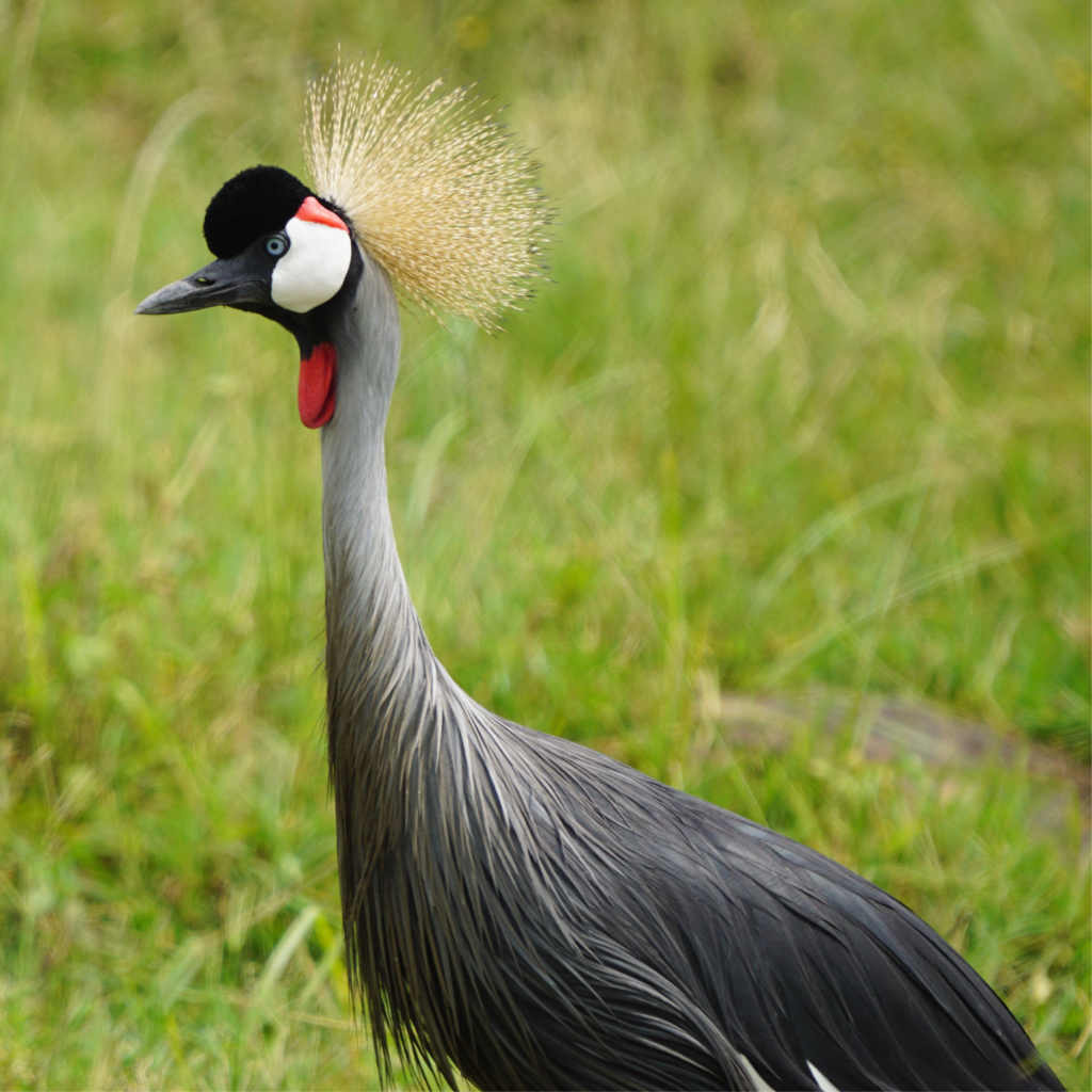 Grey crowned crane Nairobi National Park