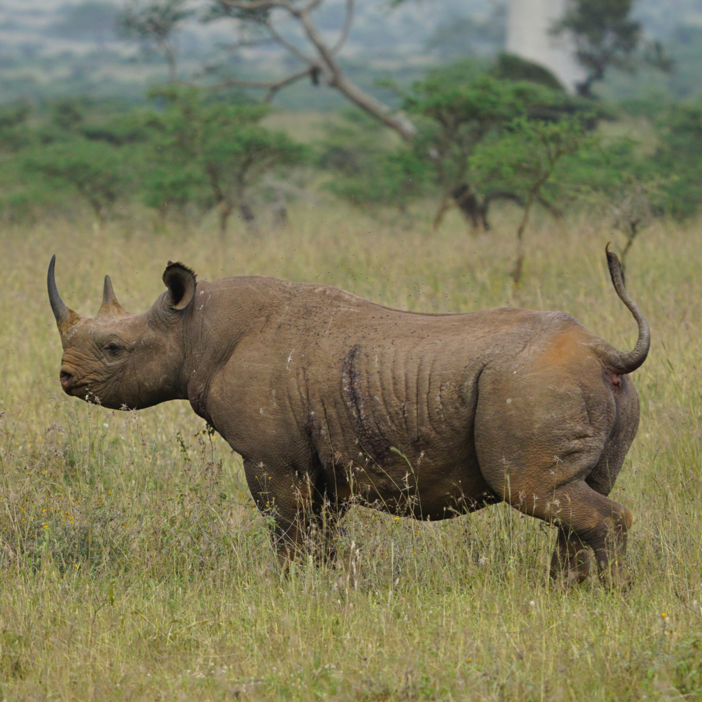 black rhino with tail up Nairobi National Park