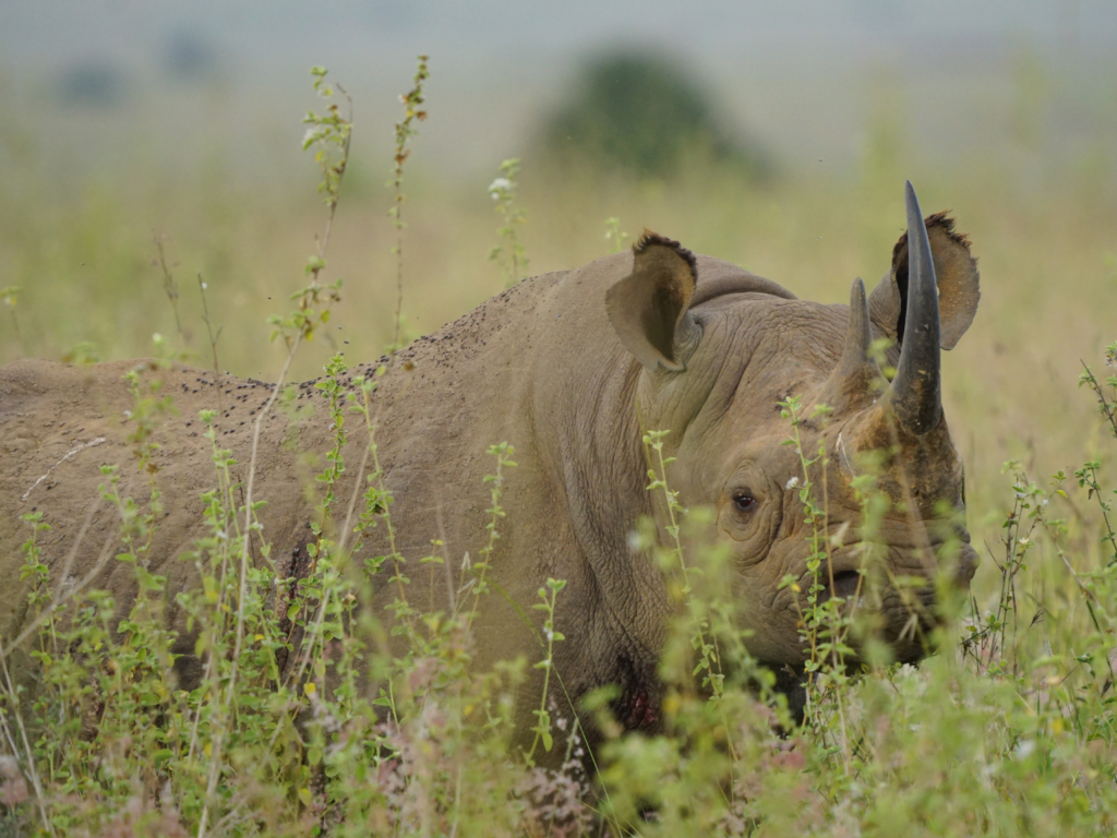 Black rhino nearly hidden in the grasses Nairobi National Park