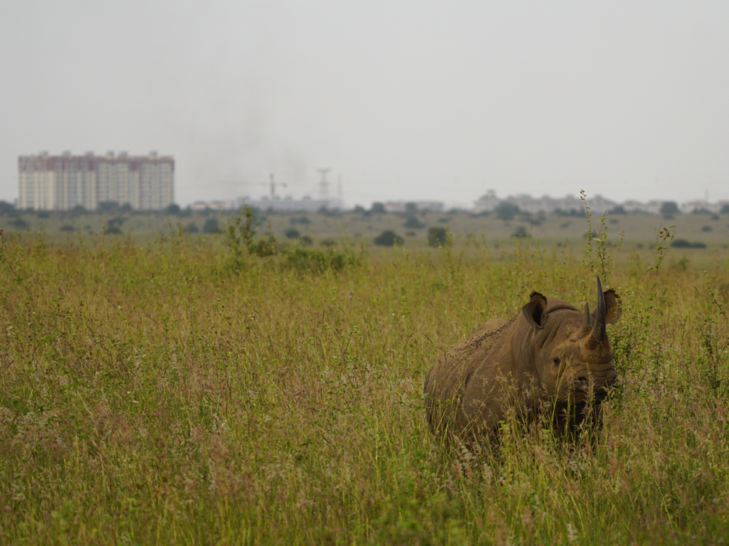 black rhino in Nairobi National Park with the city skyline behind