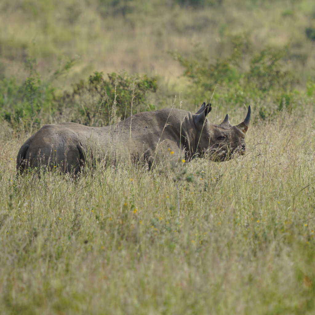 black rhino in tall grass, Nairobi National Park