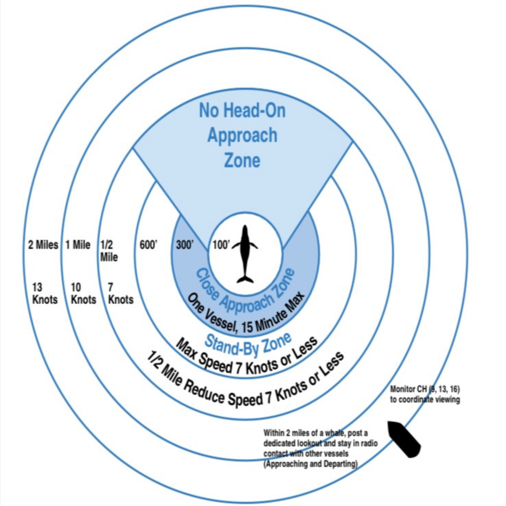 Ethical whale watching viewing guides