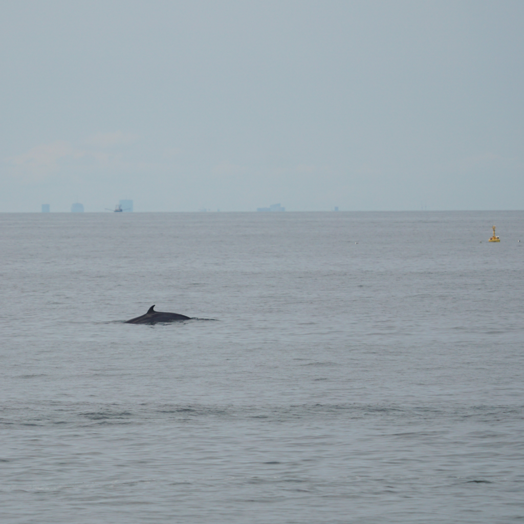 minke whale dorsal fin