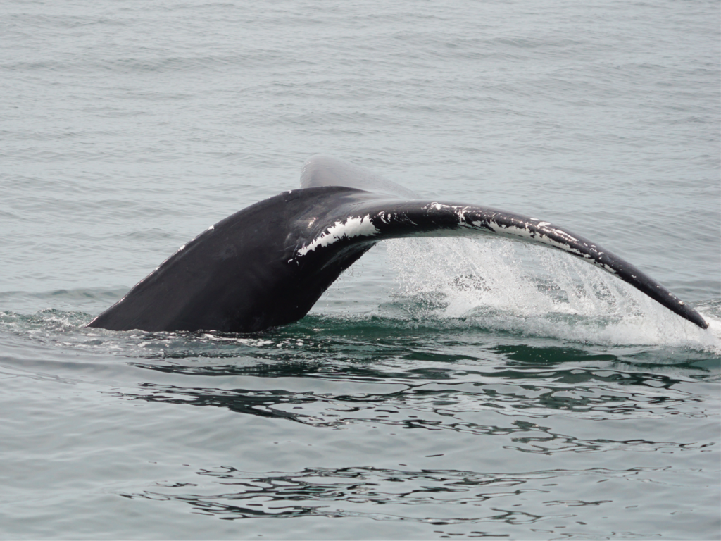 swimming humpback whale in Cape Cod