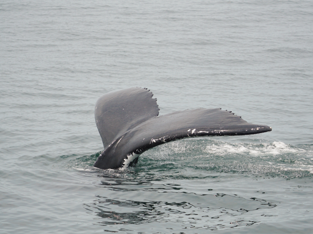 whale tail disappearing in the surf