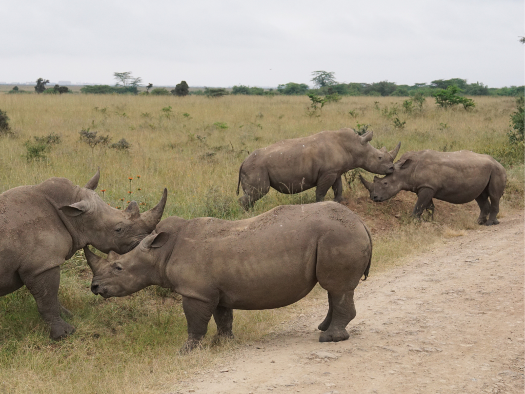 four white rhinos playfully sparring Nairobi National Park