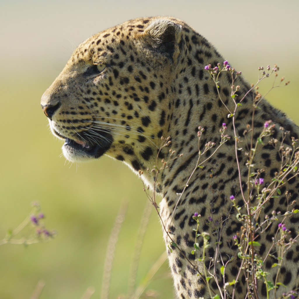 African leopard scanning for prey