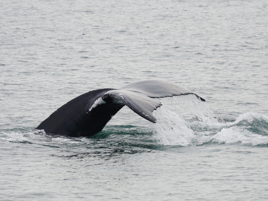 Humpback whale tail flukes.