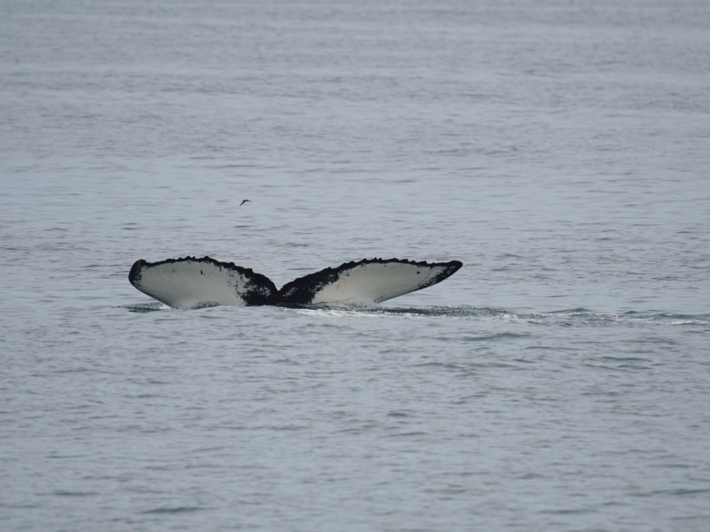 whale tail disappearing in the surf