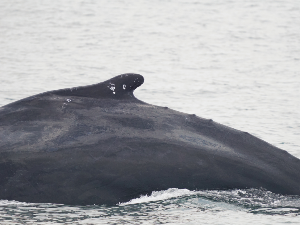 Flukeprint left by a humpback whale