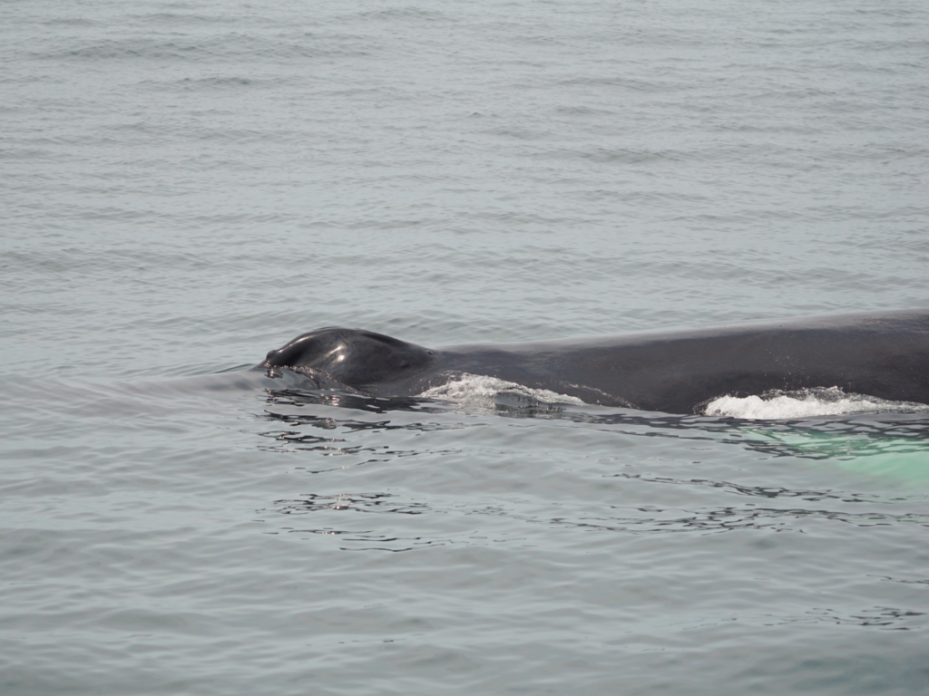 humpback whale coming up for breath with their blowhole