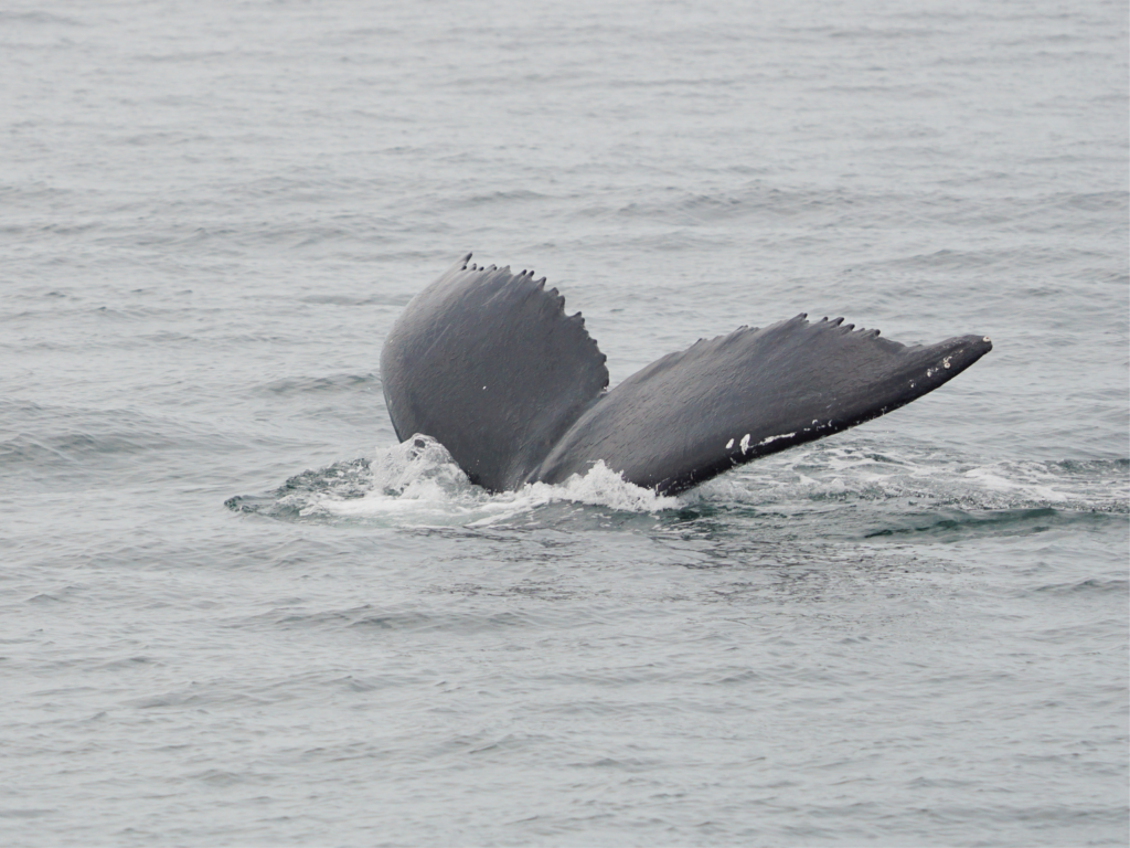 humpback whale tail diving deep