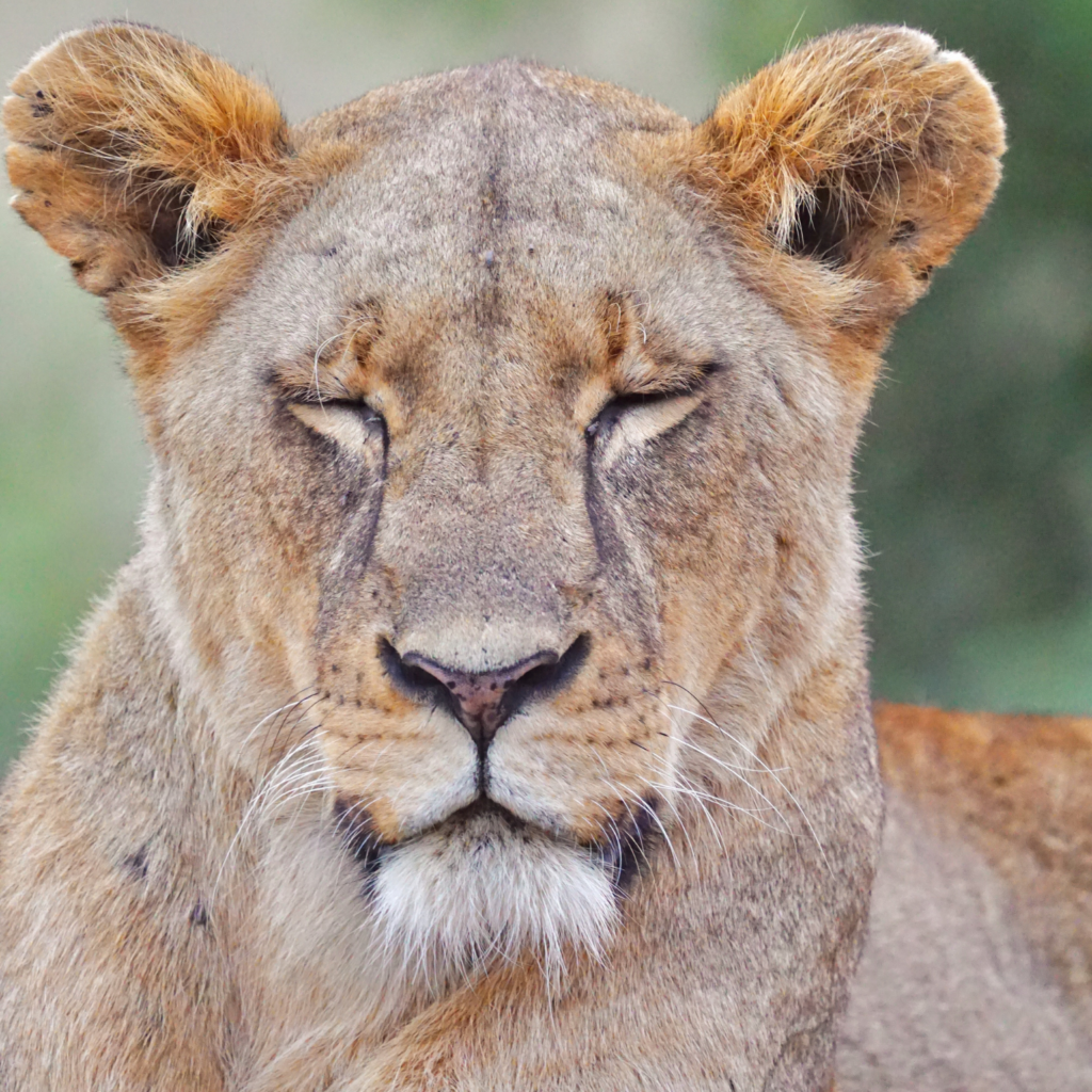 resting lioness sitting up Nairobi National Park