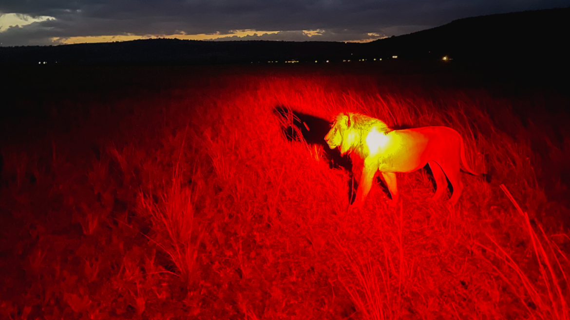 Adult male lion patrolling his territory after dark.