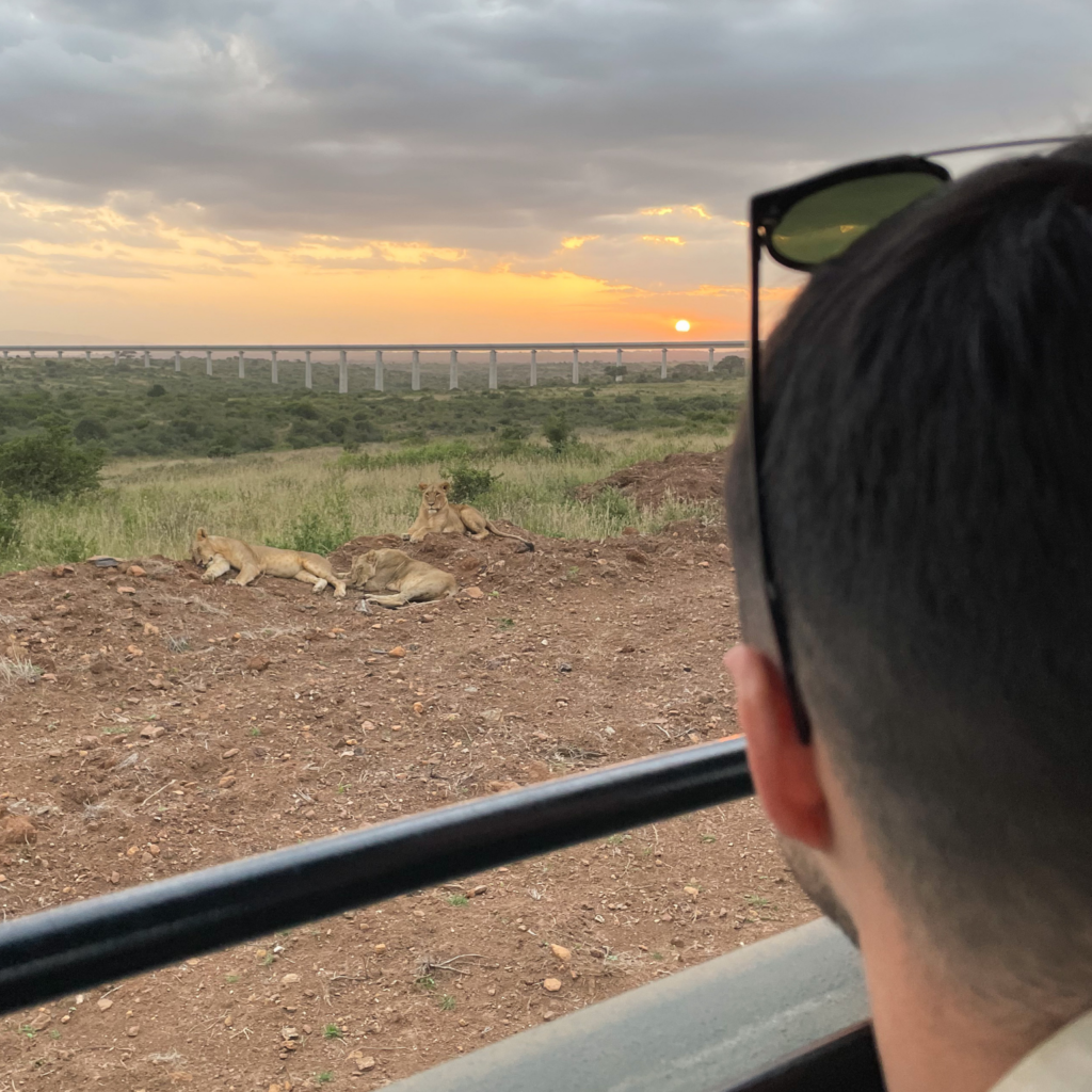 man watching three lions resting during sunset at Nairobi National Park