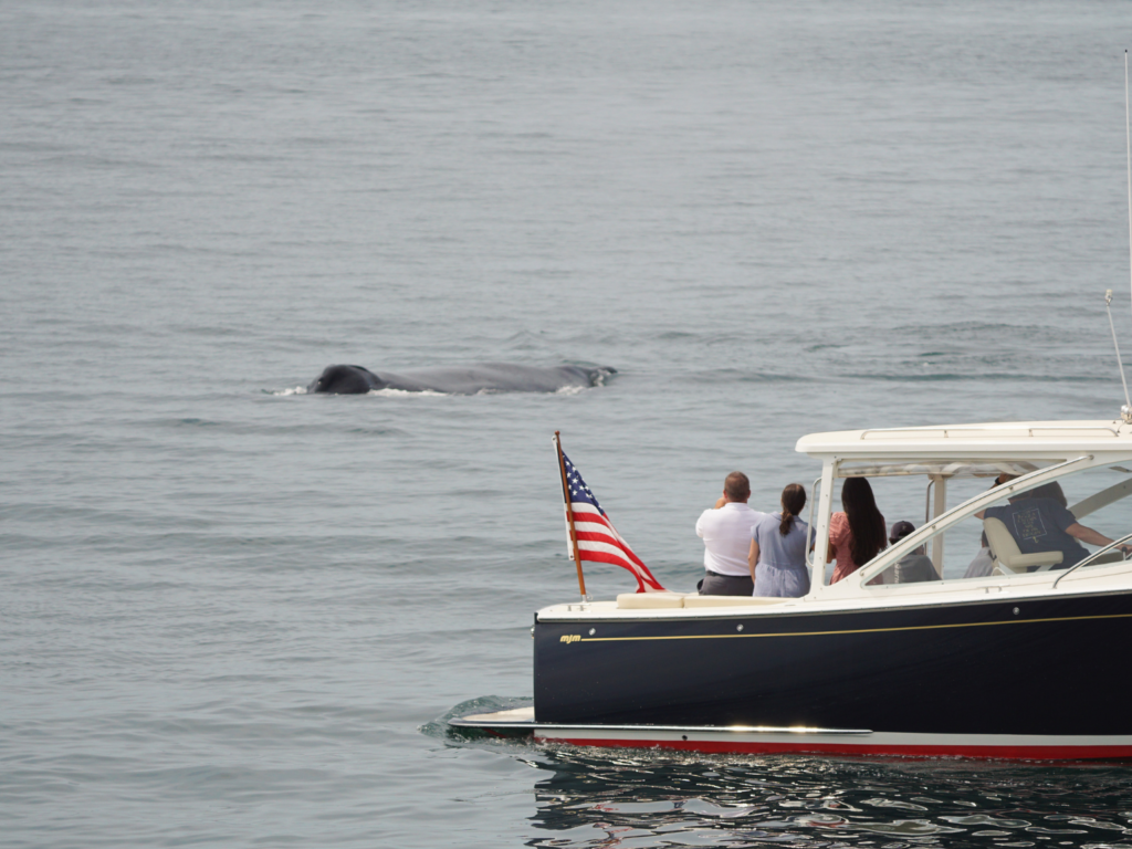 individuals whale watching from their own vessel