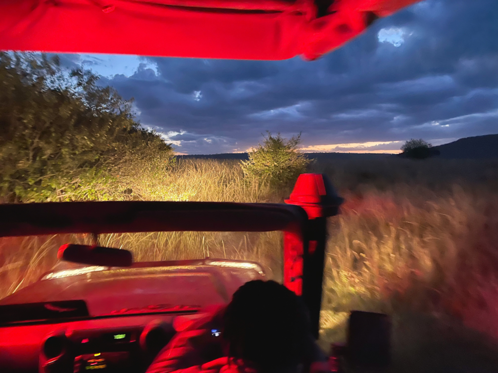 No Safari Is Complete Without a Night Game Drive—Here Are 10 of