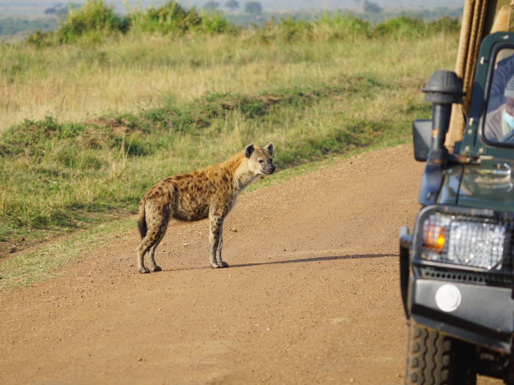 Spotted hyena crossing the road behind a jeep in Masai Mara National Reserve.