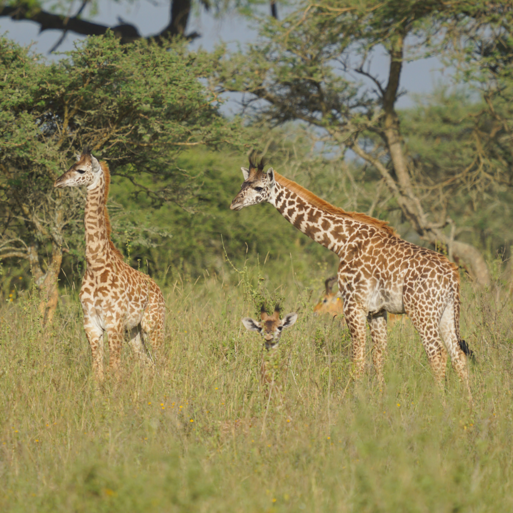 three baby giraffes Nairobi National Park