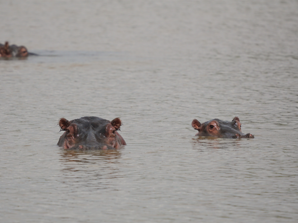 Two Nile hippos with their heads out of the water in Nairobi National Park.