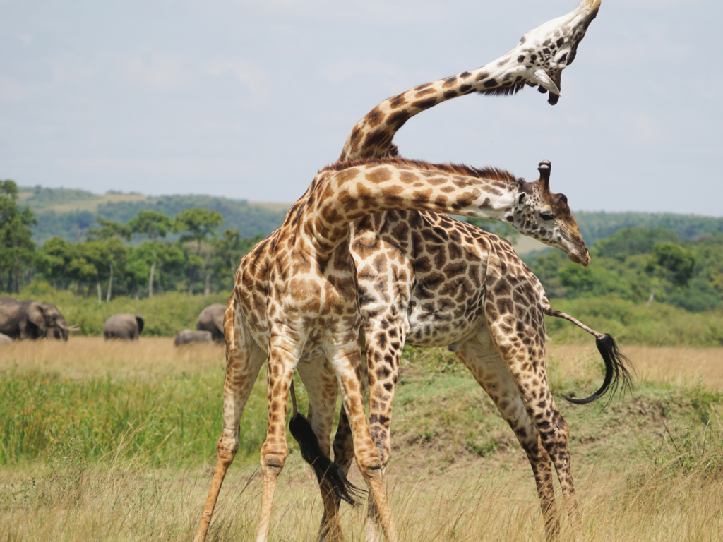 two male giraffe fighting in Masai Mara National Reserve