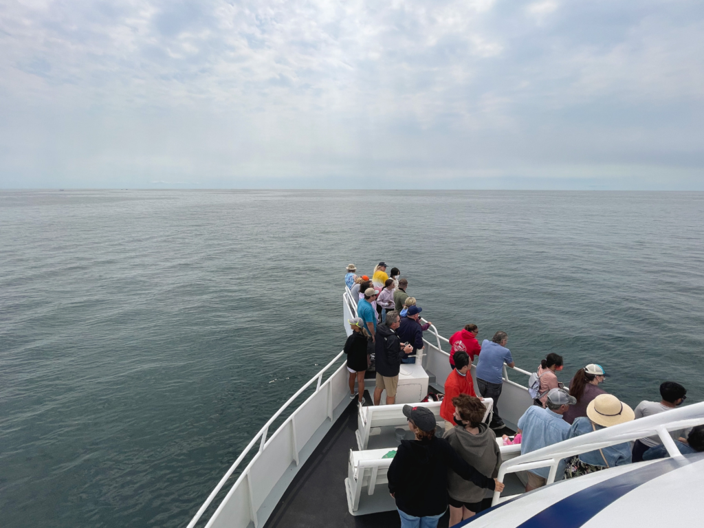 ethical whale watching tour in Cape Cod