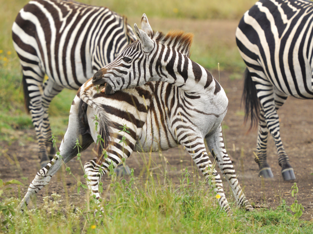 Plains zebra using it's teeth to scratch an itch on its tail