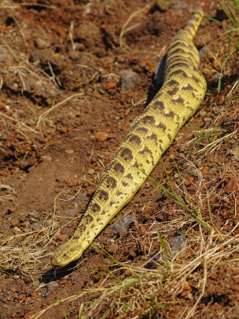 Puff adder snake slithering in Masai Mara National Reserve