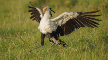 Secretary bird mid hunting in Kenya's Masai Mara National Reserve