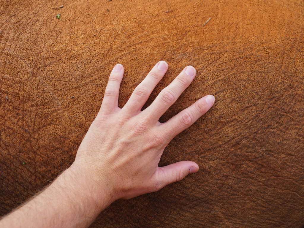 Men's hand touch an elephant baby at an ethically orphanage in Nairobi Kenya