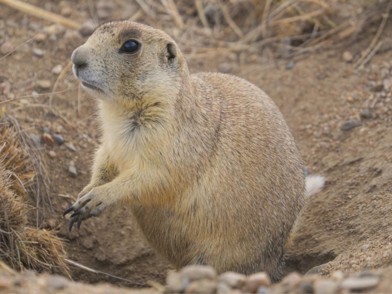 Rocky Mountain Wildlife – 7 Animals of Colorado - Laro - Ethical ...