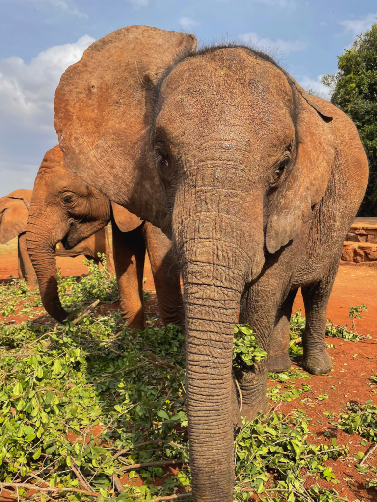 Three elephant calves eating leaves at Sheldrick Wildlife Trust