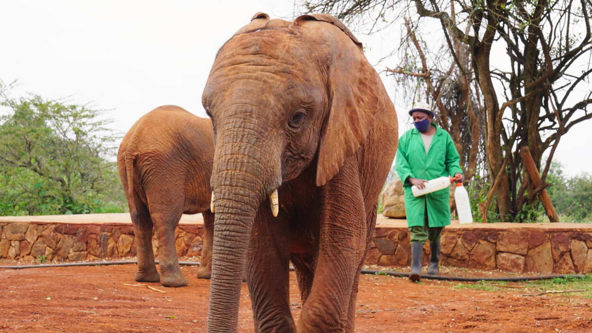 Bottles of milk for orphan elephants at Sheldrick Wildlife Trust