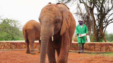 Bottles of milk for orphan elephants at Sheldrick Wildlife Trust