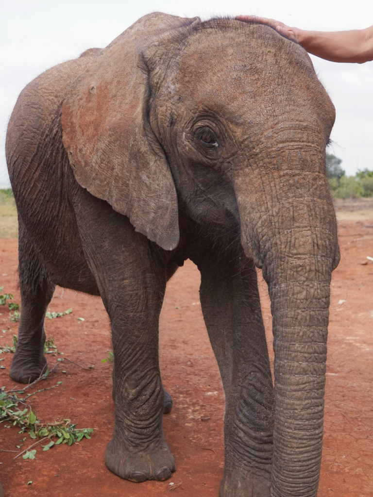 Ethically interacting with an elephant orphan in Nairobi Kenya