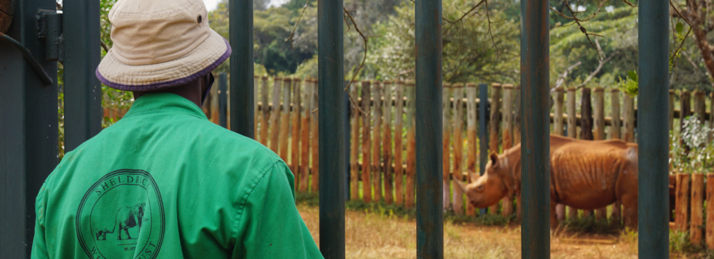 Sheldrick Wildlife Trust staff with green jacket standing by the black rhino