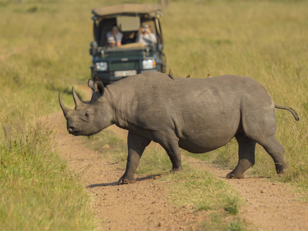 Jeep of tourists watching an adult female black rhino cross the road in Masai Mara National Reserve