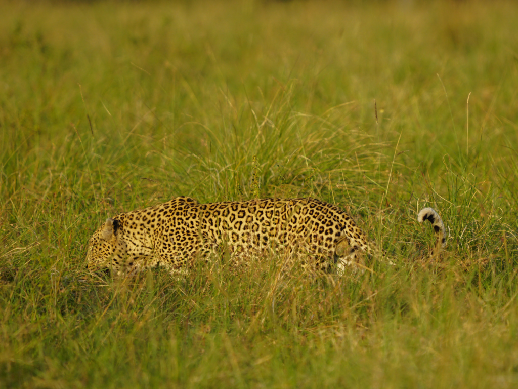 Adult male leopard crossing the grasslands of Masai Mara National Reserve before sunset