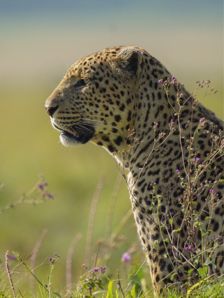 Masai Mara National Reserve's most iconic leopard, Shepard scanning his territory