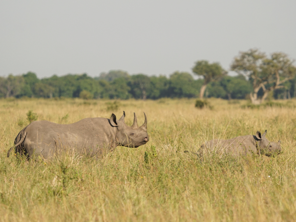 Mother black rhino with her calf in Kenya's Masai Mara National Reserve