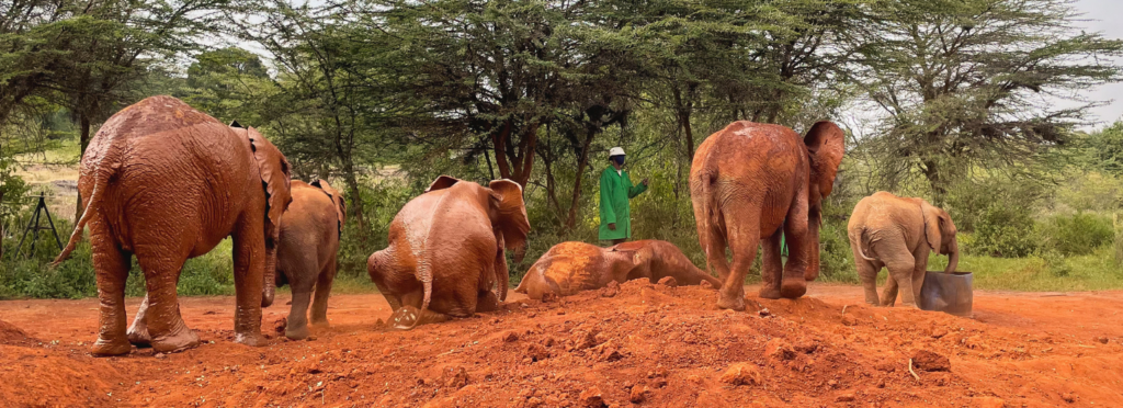 Sheldrick Wildlife Trust baby elephant mud bath