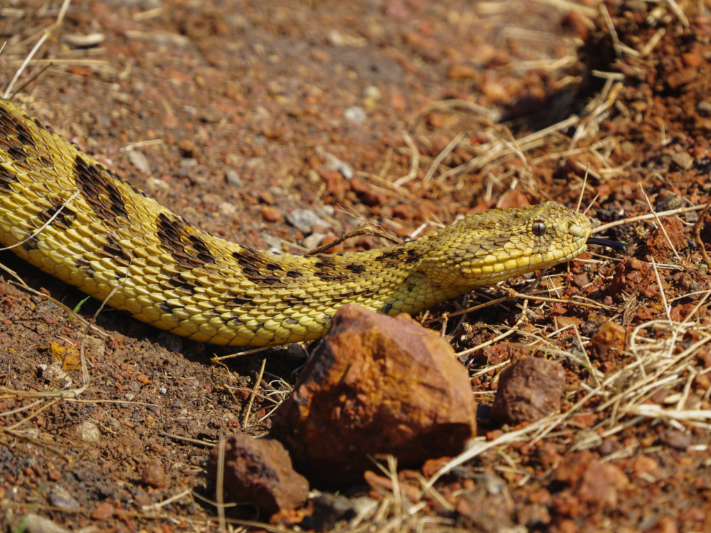 Venomous puff adder snake crossing the road in Masai Mara National Reserve, Kenya