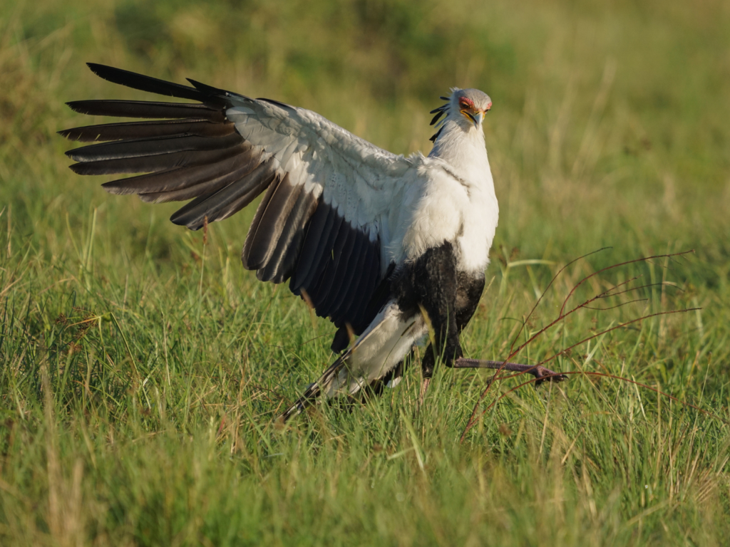 Secretary bird hunting with their legs in Masai Mara National Reserve