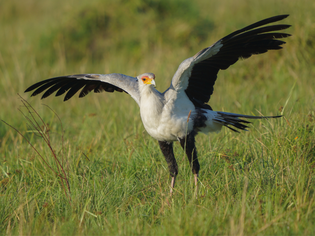 Secretary bird with their wings stretched out wide in Masai Mara National Reserve