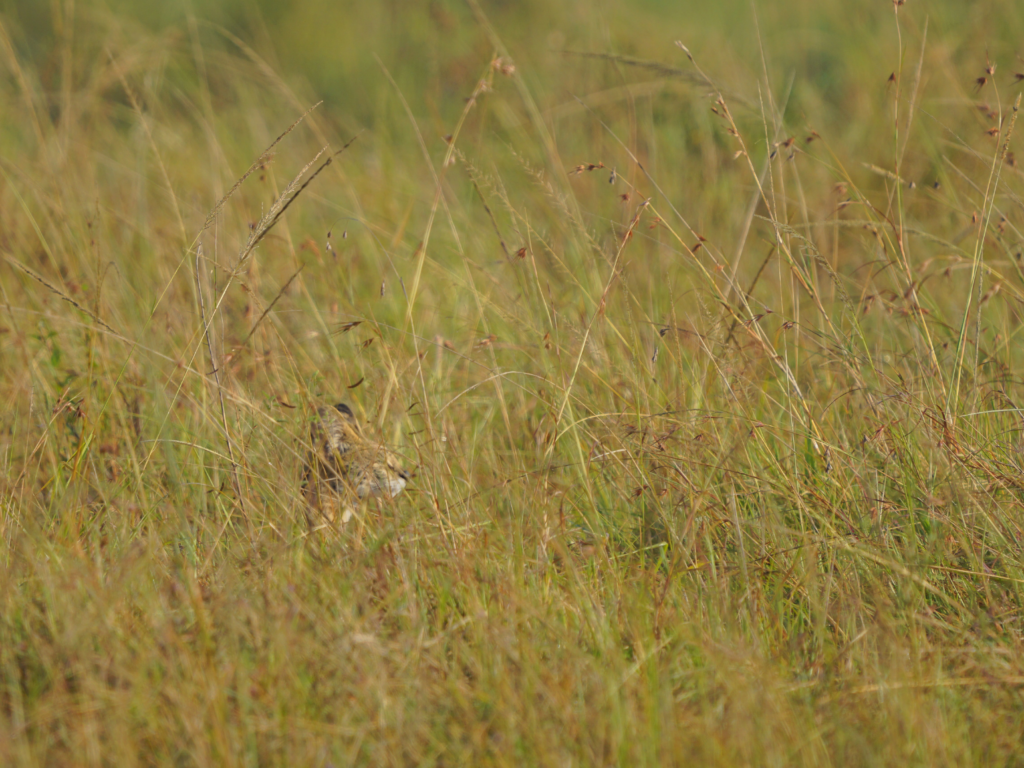 Spotted serval cat resting in the tall grasses of Masai Mara National Reserve