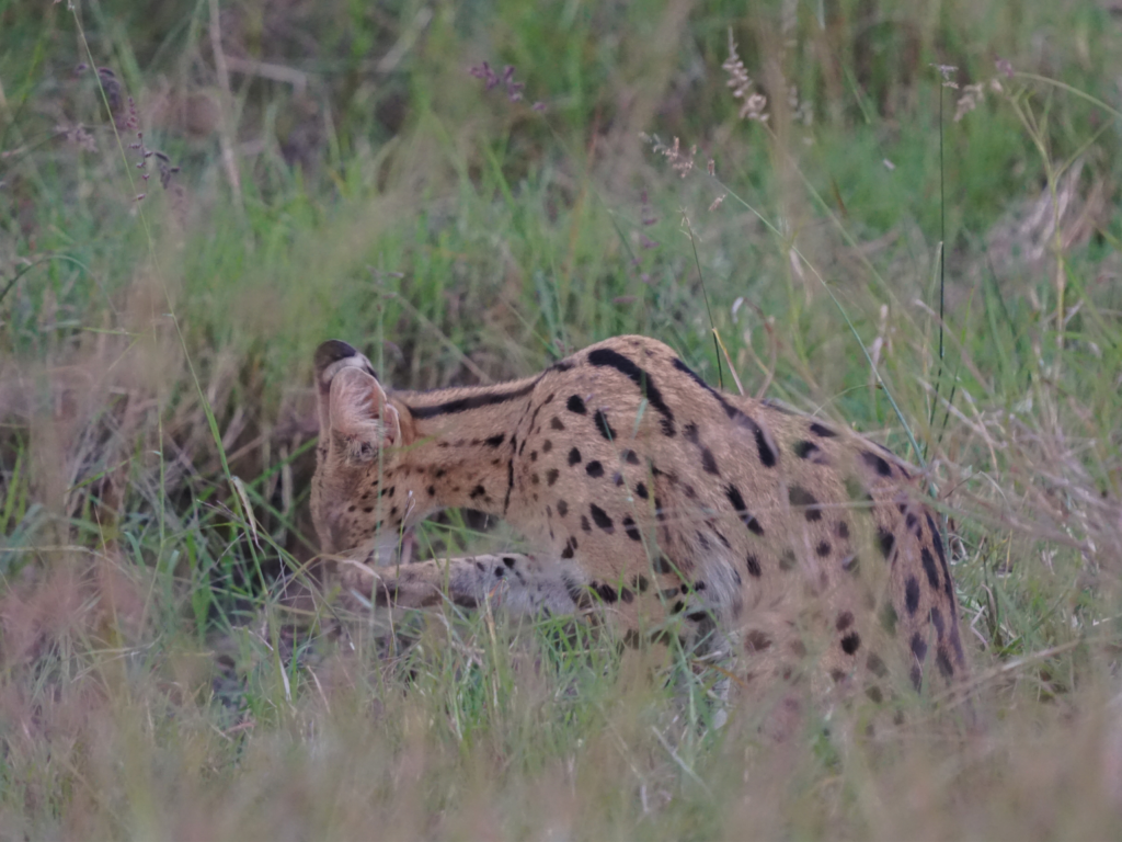 Serval cat licking their paw before sunset in Masai Mara National Reserve